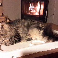 Подробнее об объявлении «Пропал кот. в районе керамиков. Голицыно (Московская обл.)» Фото: пропала кошка  «Пропал кот. в районе керамиков. Голицыно...» в г. Голицыно (Московская обл.)