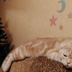 Подробнее об объявлении «Бердск Пропал кот» Фото: пропала кошка  «Бердск Пропал кот» в г. Бердск