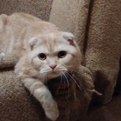 Подробнее об объявлении «Бердск Пропал кот» Фото: пропала кошка  «Бердск Пропал кот» в г. Бердск