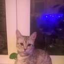 Подробнее об объявлении «Нижний Новгород Пропала кошка» Фото: пропала кошка  «Нижний Новгород Пропала кошка» в г. Нижний Новгород