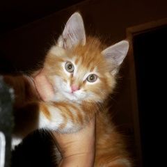 Подробнее об объявлении «Пропал кот Ростов-на-Дону» Фото: пропала кошка Курильский бобтейл «Пропал кот Ростов-на-Дону» в г. Ростов-на-Дону