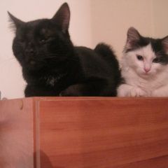 Подробнее об объявлении «Воронеж Пропал кот черный кот» Фото: пропала кошка  «Воронеж Пропал кот черный кот» в г. Воронеж