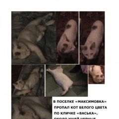 Подробнее об объявлении «Пропал кот в п.максимовка Уфа» Фото: пропала кошка  «Пропал кот в п.максимовка Уфа» в г. Уфа