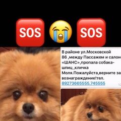Подробнее об объявлении «Пенза Пропала кошка помогите найти нашу радость» Фото: пропала кошка Немецкий шпиц «Пенза Пропала кошка помогите найти нашу радость» в г. Пенза