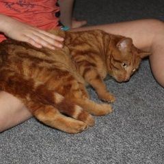 Подробнее об объявлении «Воронеж Пропал кот рыжий кот, поиск семилуки-» Фото: пропала кошка  «Воронеж Пропал кот рыжий кот, поиск семилуки-» в г. Воронеж