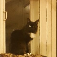 Подробнее об объявлении «Кашира Пропала кошка» Фото: пропала кошка  «Кашира Пропала кошка» в г. Кашира