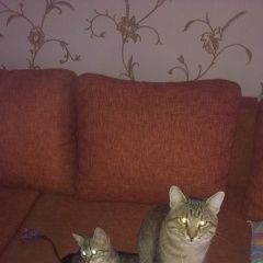 Подробнее об объявлении «Пропал кот Ростов-на-Дону» Фото: пропала кошка  «Пропал кот Ростов-на-Дону» в г. Ростов-на-Дону