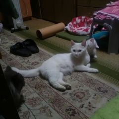 Подробнее об объявлении «Пропала кошка белая с жёлтыми глазами Голицыно (Московская обл.)» Фото: пропала кошка  «Пропала кошка белая с жёлтыми глазами Голицыно...» в г. Голицыно (Московская обл.)