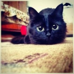 Подробнее об объявлении «Пропала кошка Москва» Фото: пропала кошка  «Пропала кошка Москва» в г. Москва
