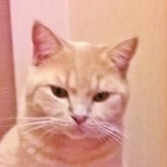 Подробнее об объявлении «Пропал кот Ростов-на-Дону» Фото: пропала кошка  «Пропал кот Ростов-на-Дону» в г. Ростов-на-Дону