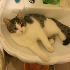 Подробнее об объявлении «Пропал кот два дня назад Ростов-на-Дону» Фото: пропала кошка  «Пропал кот два дня назад Ростов-на-Дону» в г. Ростов-на-Дону