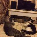 Подробнее об объявлении «Подольск Пропал кот» Фото: пропала кошка  «Подольск Пропал кот» в г. Подольск