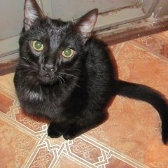 Подробнее об объявлении «Воронеж Пропал кот» Фото: пропала кошка  «Воронеж Пропал кот» в г. Воронеж