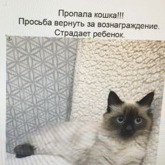 Картинка пропала кошка В городе Новороссийск потерялась киска. Новороссийск