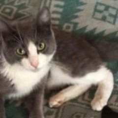 Подробнее об объявлении «Пропал кот -метис Москва» Фото: пропала кошка  «Пропал кот -метис Москва» в г. Москва