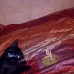 Подробнее об объявлении «Лобня Пропала кошка» Фото: пропала кошка  «Лобня Пропала кошка» в г. Лобня