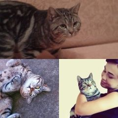 Подробнее об объявлении «Орел Пропал кот порода британец» Фото: пропала кошка Британская короткошерстная «Орел Пропал кот порода британец» в г. Орел