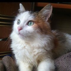 Подробнее об объявлении «Пропала кошка Самара» Фото: пропала кошка  «Пропала кошка Самара» в г. Самара