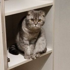 Подробнее об объявлении «Пропала кошка Москва» Фото: пропала кошка >  Скоттиш фолд (шотландская вислоухая) и  скоттиш страйт «Пропала кошка Москва» в г. Москва