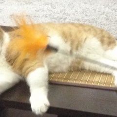 Подробнее об объявлении «Воронеж Пропал кот рыжий» Фото: пропала кошка  «Воронеж Пропал кот рыжий» в г. Воронеж