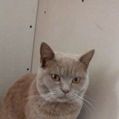 Подробнее об объявлении «Иркутск Пропал кот» Фото: пропала кошка Британская короткошерстная «Иркутск Пропал кот» в г. Иркутск