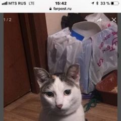 Подробнее об объявлении «Хабаровск Пропала кошка» Фото: пропала кошка  «Хабаровск Пропала кошка» в г. Хабаровск