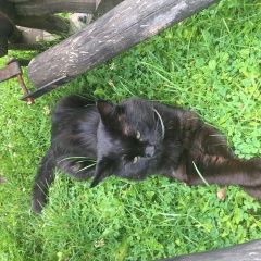 Подробнее об объявлении «Мытищи Пропал кот» Фото: пропала кошка  «Мытищи Пропал кот» в г. Мытищи