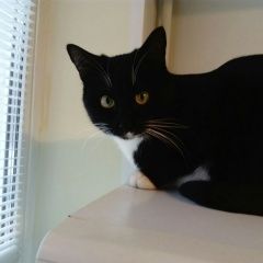 Подробнее об объявлении «Мытищи Пропал кот» Фото: пропала кошка  «Мытищи Пропал кот» в г. Мытищи