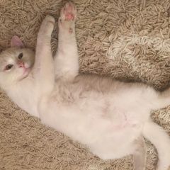 Подробнее об объявлении «Пропал кот белый кот в чёрном ошейнике Ростов-на-Дону» Фото: пропала кошка Большой швейцарский зенненхунд «Пропал кот белый кот в чёрном ошейнике...» в г. Ростов-на-Дону