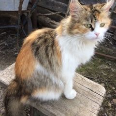 Подробнее об объявлении «Алексеевка (Белгородская обл.) Пропала кошка» Фото: пропала кошка  «Алексеевка (Белгородская обл.) Пропала кошка» в г. Алексеевка (Белгородская обл.)