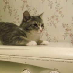 Подробнее об объявлении «Пропал кот Томск» Фото: пропала кошка  «Пропал кот Томск» в г. Томск