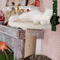 Подробнее об объявлении «Псков Пропал кот трехцветный кот» Фото: пропала кошка  «Псков Пропал кот трехцветный кот» в г. Псков