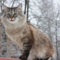 Подробнее об объявлении «Пропал кот Пенза» Фото: пропала кошка  «Пропал кот Пенза» в г. Пенза