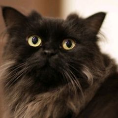 Подробнее об объявлении «Иваново Пропал кот» Фото: пропала кошка  «Иваново Пропал кот» в г. Иваново