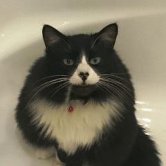 Подробнее об объявлении «Пропал кот черно белый кот Москва» Фото: пропала кошка  «Пропал кот черно белый кот Москва» в г. Москва