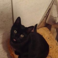 Подробнее об объявлении «Пропал кот черный кот. Афипский» Фото: пропала кошка  «Пропал кот черный кот. Афипский» в г. Афипский