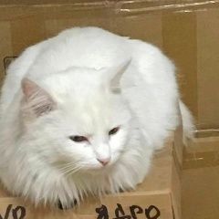 Подробнее об объявлении «Пропала кошка чисто белая, пушистая кличка алиса Краснодар» Фото: пропала кошка  «Пропала кошка чисто белая, пушистая кличка...» в г. Краснодар