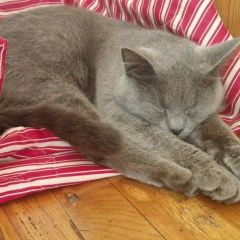 Подробнее об объявлении «Пропала кошка серая, хвост подломан у основания Щербинка» Фото: пропала кошка Русская голубая «Пропала кошка серая, хвост подломан у основания...» в г. Щербинка