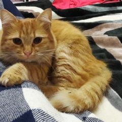 Подробнее об объявлении «Пропала кошка Феодосия» Фото: пропала кошка  «Пропала кошка Феодосия» в г. Феодосия