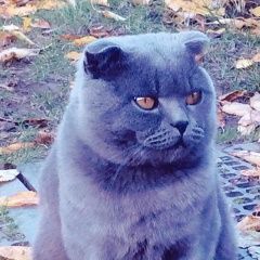 Подробнее об объявлении «Невинномысск Пропал кот» Фото: пропала кошка Шотландская вислоухая «Невинномысск Пропал кот» в г. Невинномысск