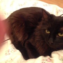 Подробнее об объявлении «Лобня Пропал кот черный кот» Фото: пропала кошка Сибирская «Лобня Пропал кот черный кот» в г. Лобня