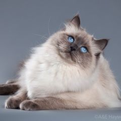Подробнее об объявлении «Пропала кошка Сочи» Фото: пропала кошка Невская маскарадная «Пропала кошка Сочи» в г. Сочи