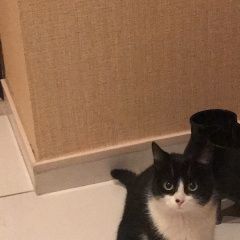 Подробнее об объявлении «Адлер Пропала кошка голубы дали» Фото: пропала кошка  «Адлер Пропала кошка голубы дали» в г. Адлер