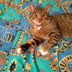 Подробнее об объявлении «Мытищи Пропал кот» Фото: пропала кошка  «Мытищи Пропал кот» в г. Мытищи