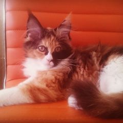 Подробнее об объявлении «Химки Пропала кошка потерялась кошка» Фото: пропала кошка Мейн-кун «Химки Пропала кошка потерялась кошка» в г. Химки