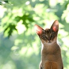 Подробнее об объявлении «Нижний Новгород Пропал кот» Фото: пропала кошка Абиссинская «Нижний Новгород Пропал кот» в г. Нижний Новгород