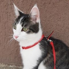 Подробнее об объявлении «Пропал кот мейн-кун Челябинск» Фото: пропала кошка Мейн-кун «Пропал кот мейн-кун Челябинск» в г. Челябинск