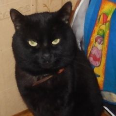 Подробнее об объявлении «Севастополь Пропал кот черный кот» Фото: пропала кошка  «Севастополь Пропал кот черный кот» в г. Севастополь
