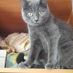 Подробнее об объявлении «Пропала кошка Кемерово» Фото: пропала кошка  «Пропала кошка Кемерово» в г. Кемерово