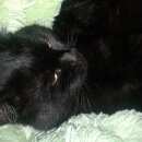 Подробнее об объявлении «Пропал кот помогите найти Феодосия» Фото: пропала кошка  «Пропал кот помогите найти Феодосия» в г. Феодосия